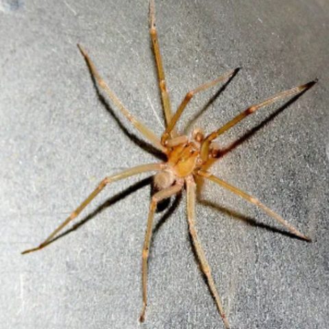 señales de araña violinista en tu casa
