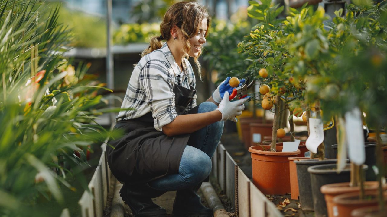 señales de una planta enferma