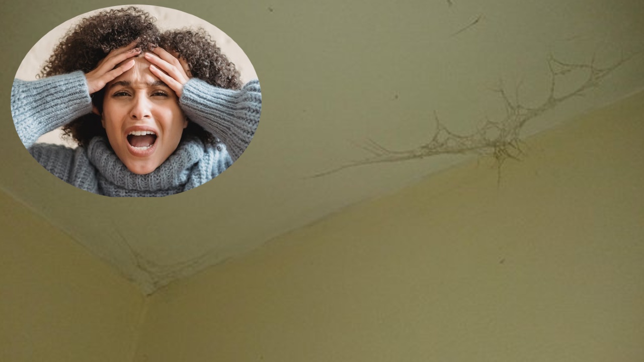 prevenir las telaranas en el techo