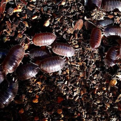 Conoce este Truco con papa para eliminar las cochinillas