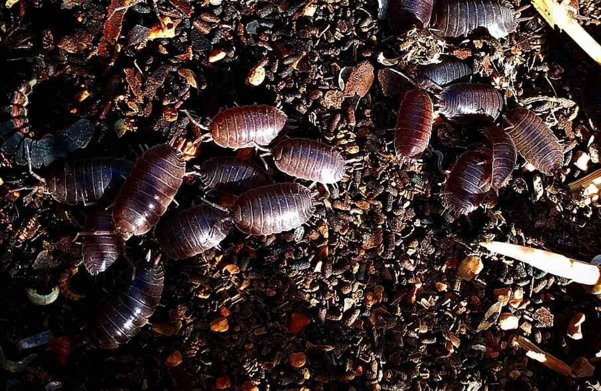 Conoce este Truco con papa para eliminar las cochinillas