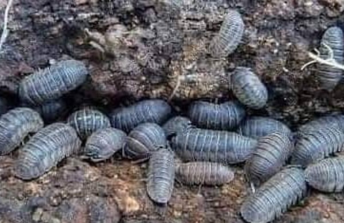 Dile adiós a los bichos bolita de tus plantas