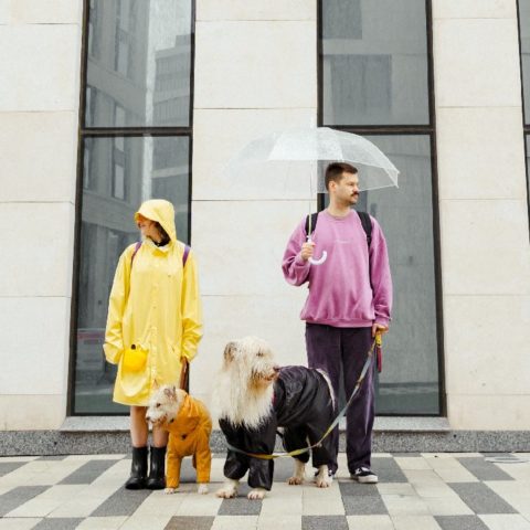 lomito puede ser cupido