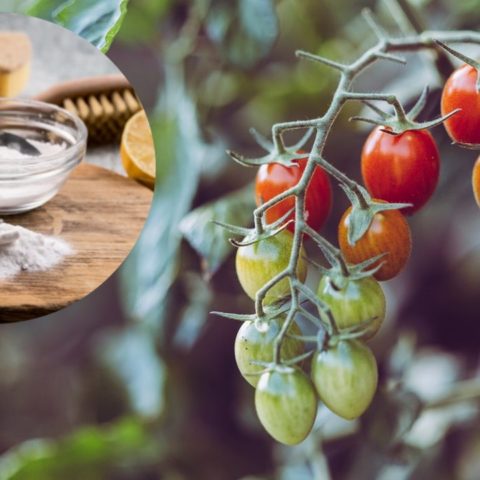 bicarbonato de sodio por que ponerlo en tu huerto de jitomates