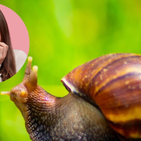 caracol gigante africano plaga