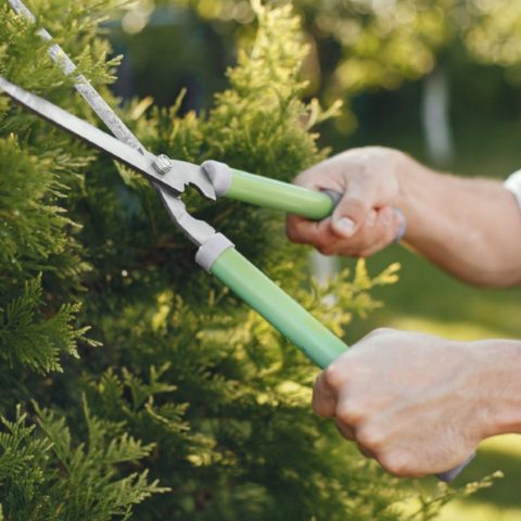 Cómo afilar tus tijeras de podar