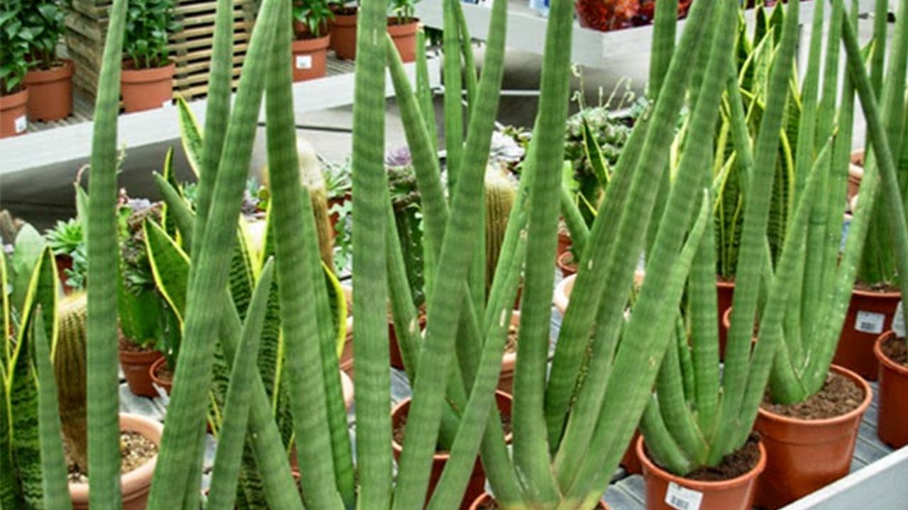planta sansevieria cylindrica