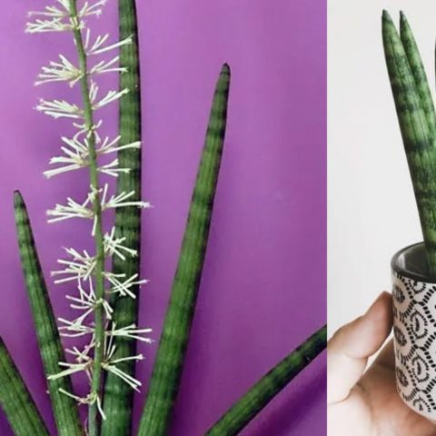 como hacer florecer una sansevieria cylindrica