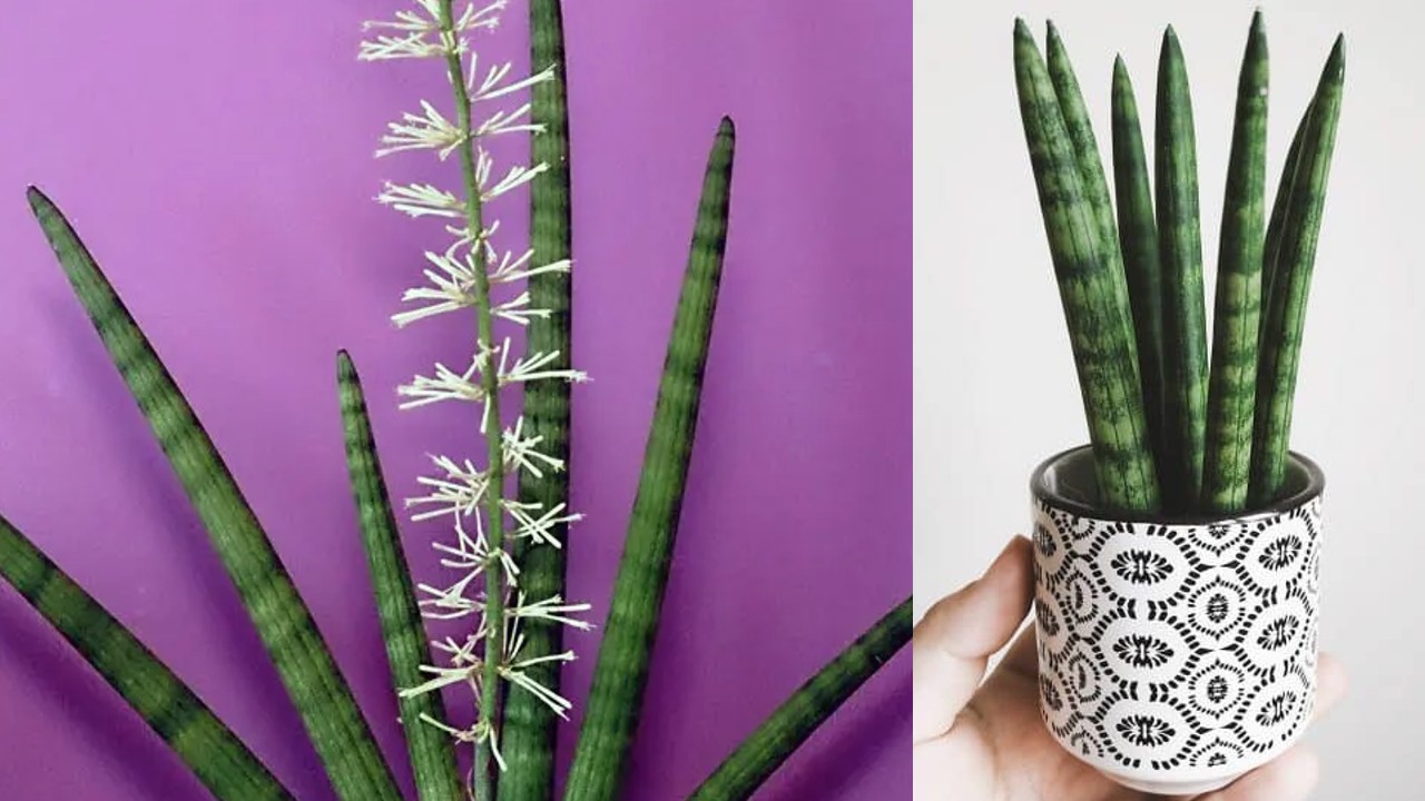 como hacer florecer una sansevieria cylindrica