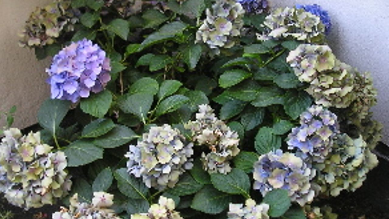 Cómo se poda una hortensia