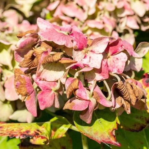como podar las hortensias muertas