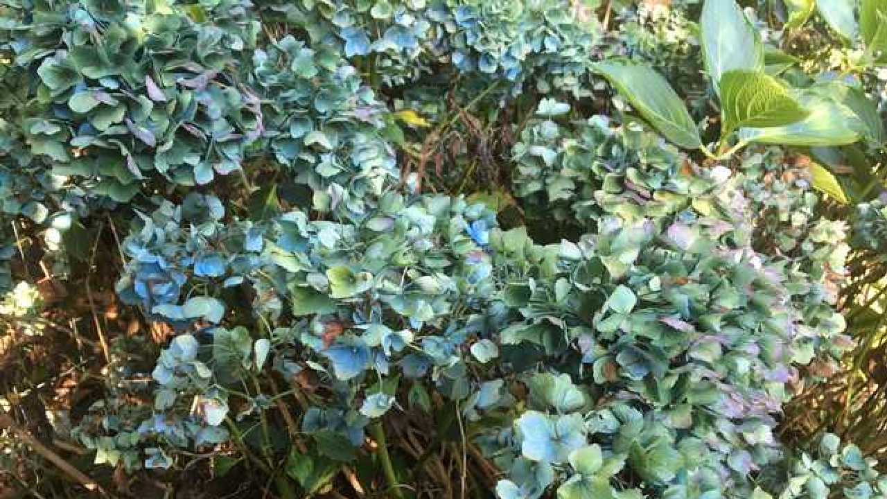 hortensias marchitas