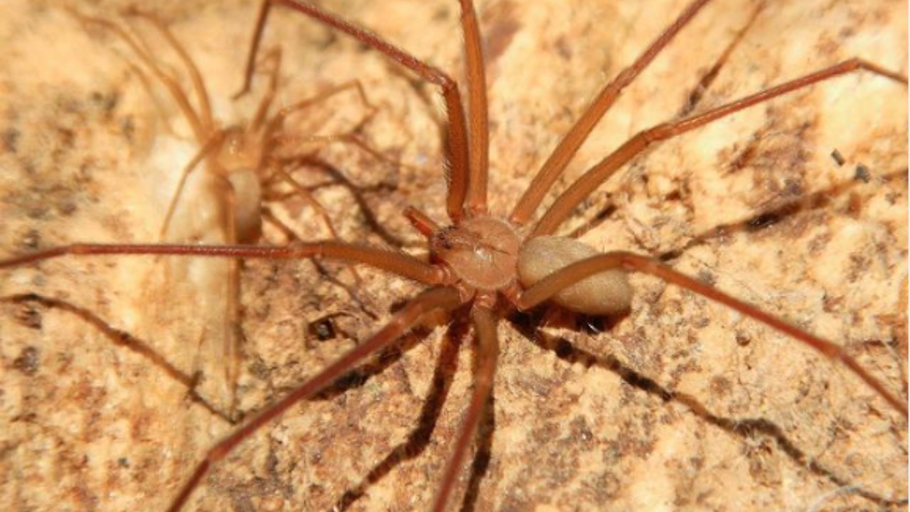 evitar la reproducción de la araña violinista