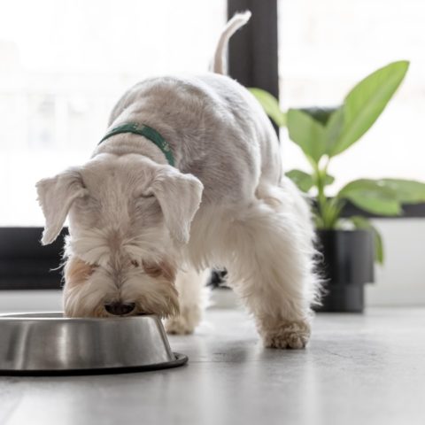 limpiar los platos de tu perro