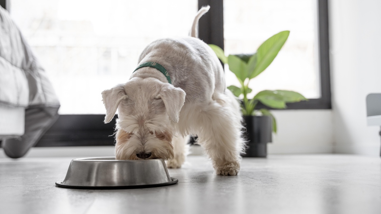 limpiar los platos de tu perro