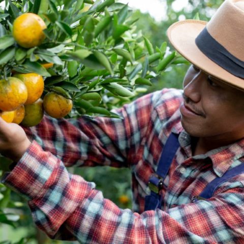 maximizar el tamaño de las frutas y verduras