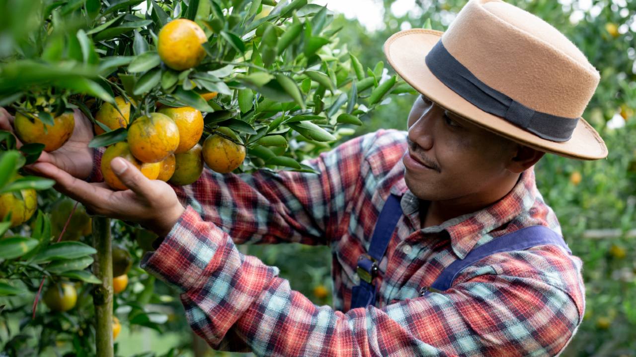 maximizar el tamaño de las frutas y verduras