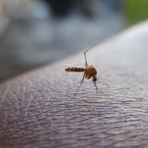 por qué te pican mucho los mosquitos