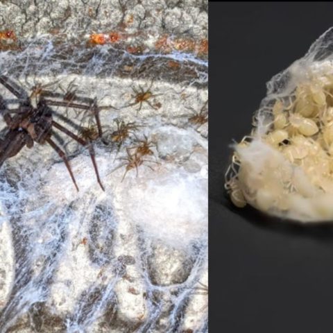 Trucos para eliminar huevos de araña violinista