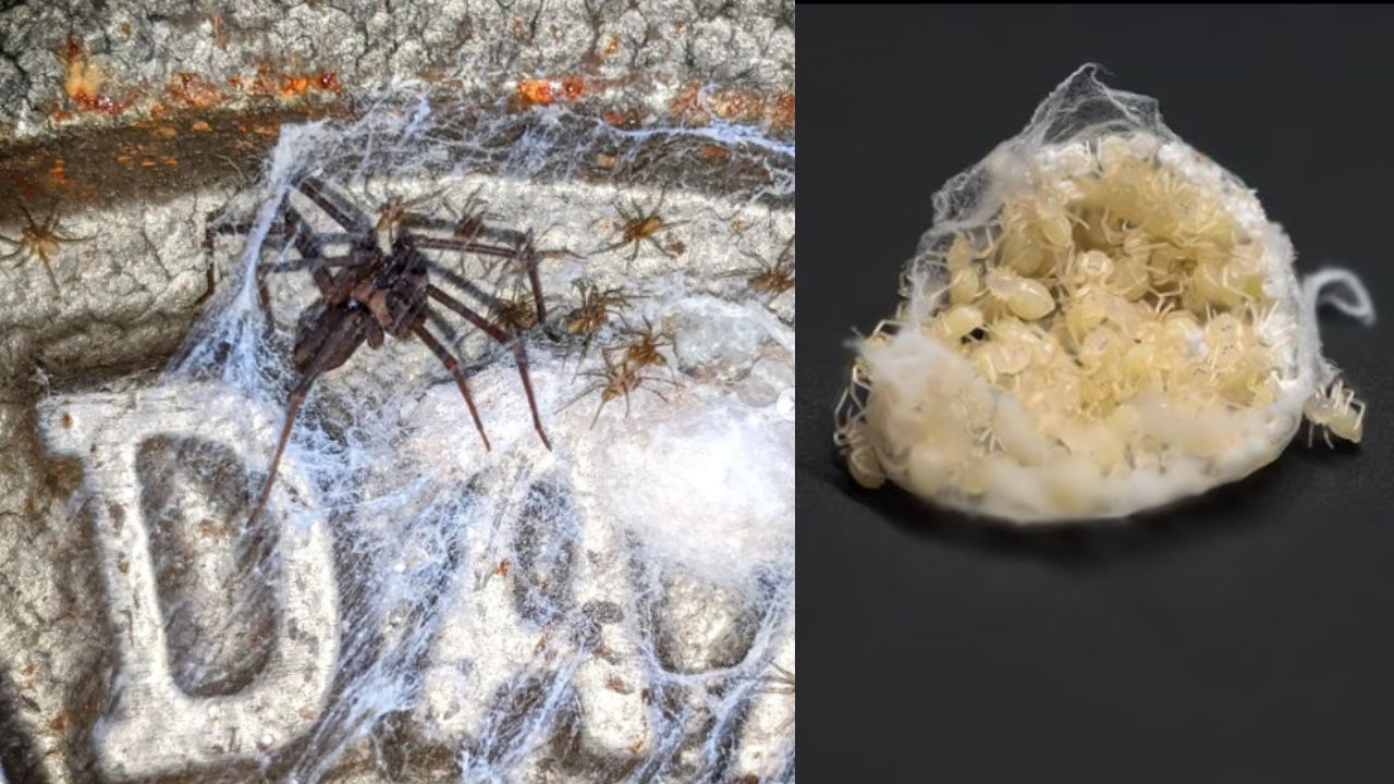 Trucos para eliminar huevos de araña violinista