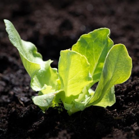 hierbas cultivar en departamento