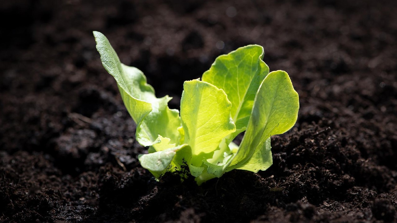 hierbas cultivar en departamento