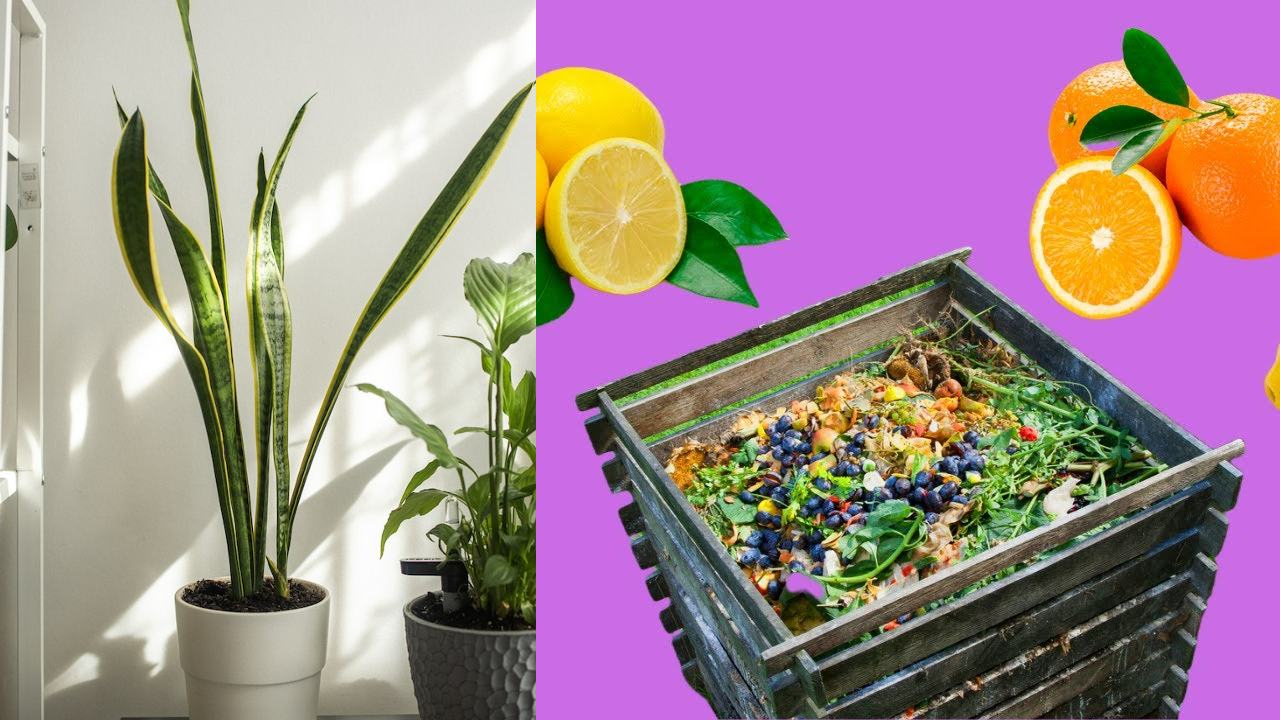 fertilizante con limón