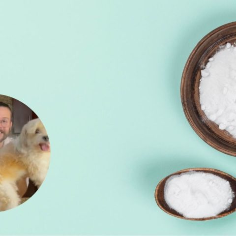 como banar perros en seco