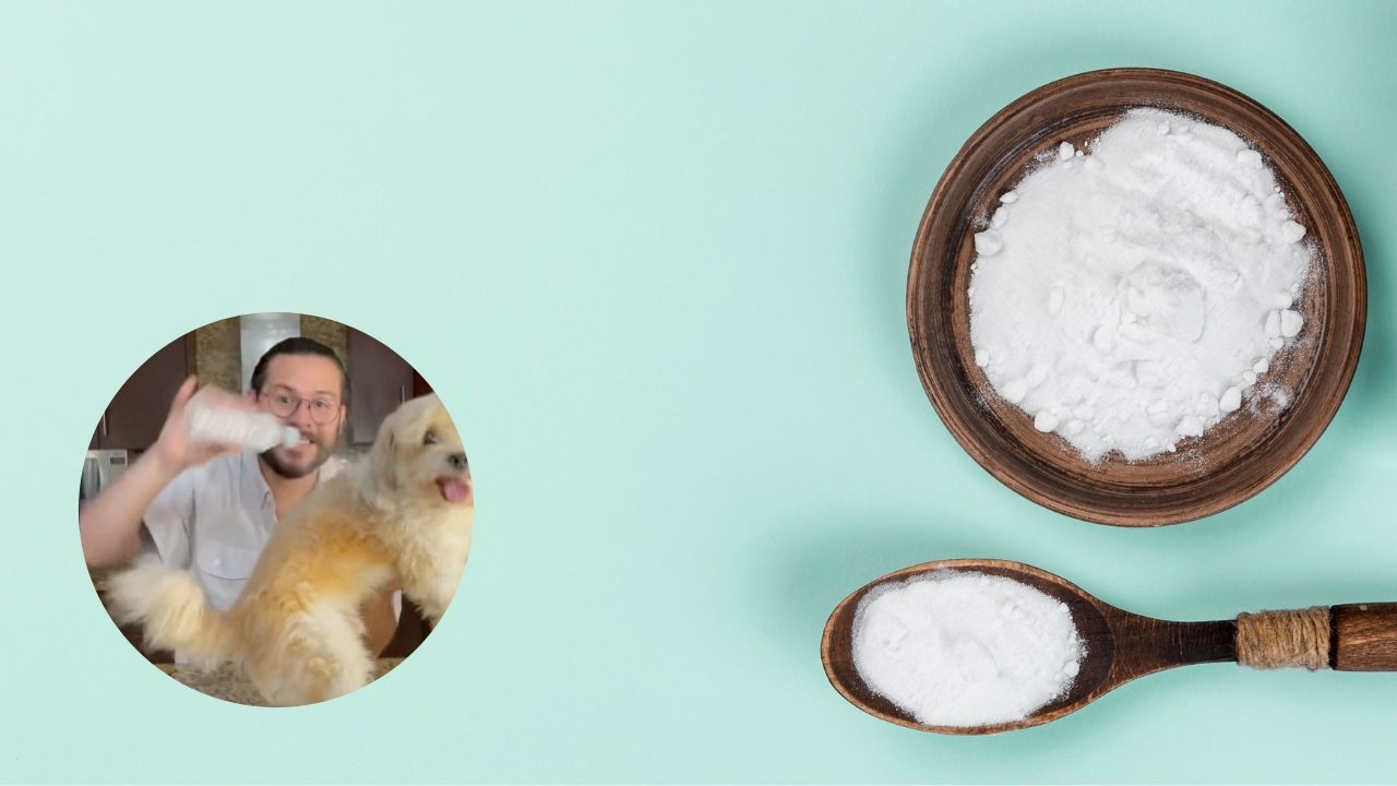 como banar perros en seco