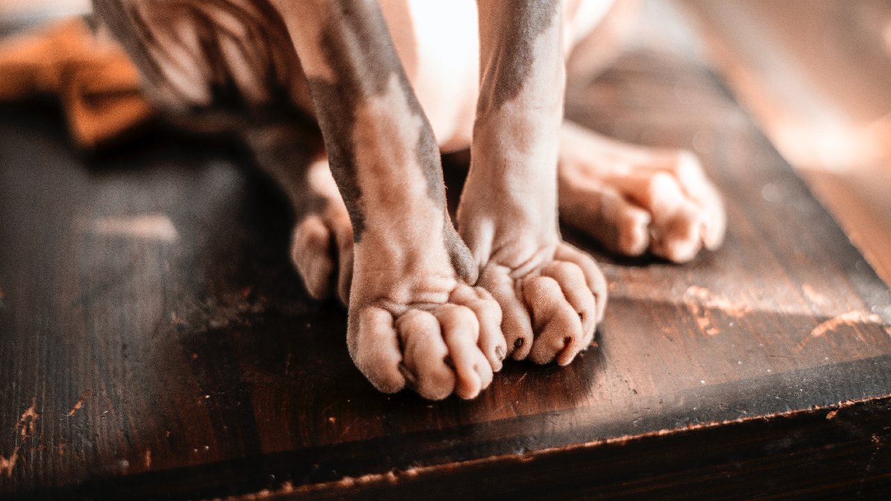 como cortar uñas gatos