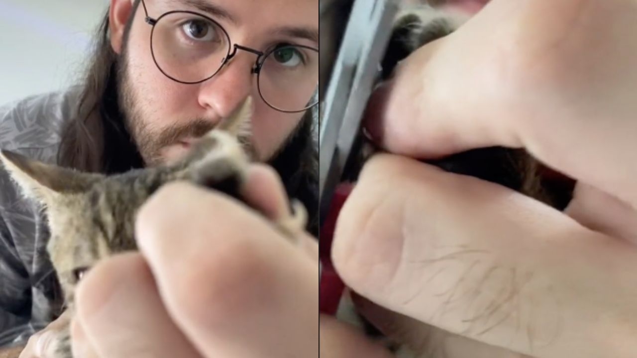 cortar garras gato sin lastimar