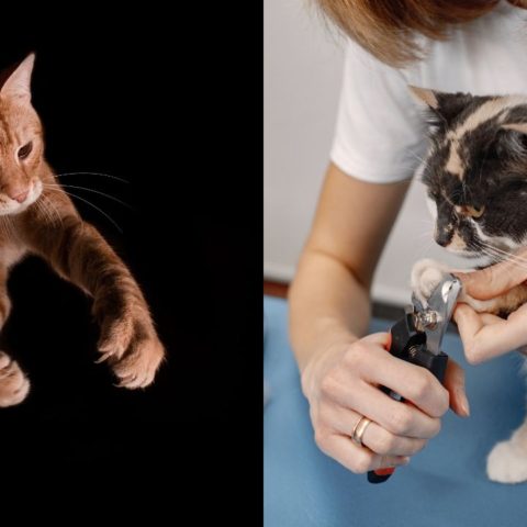 como cortar garras gatos