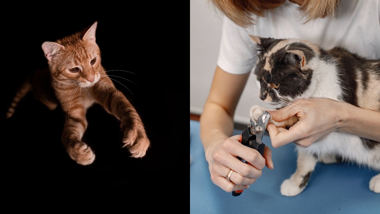 como cortar garras gatos