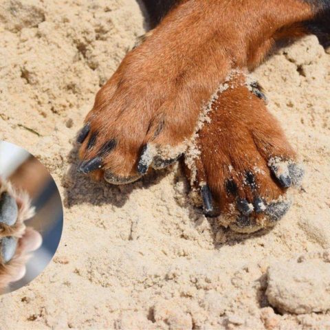 como curar almohadillas perros