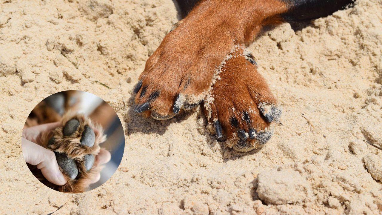 como curar almohadillas perros