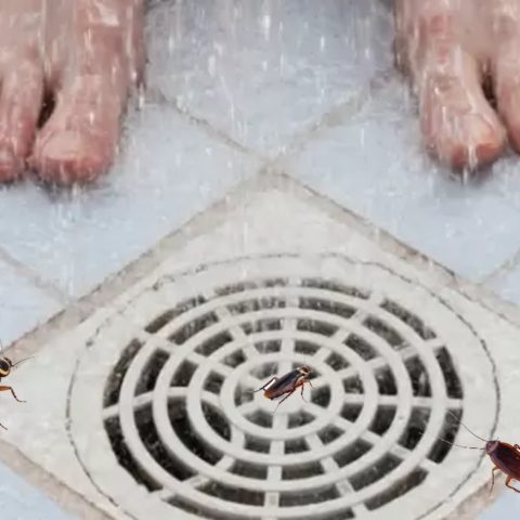 Como deshacerte de las molestas cucarachas que viven en la tuberia del bano