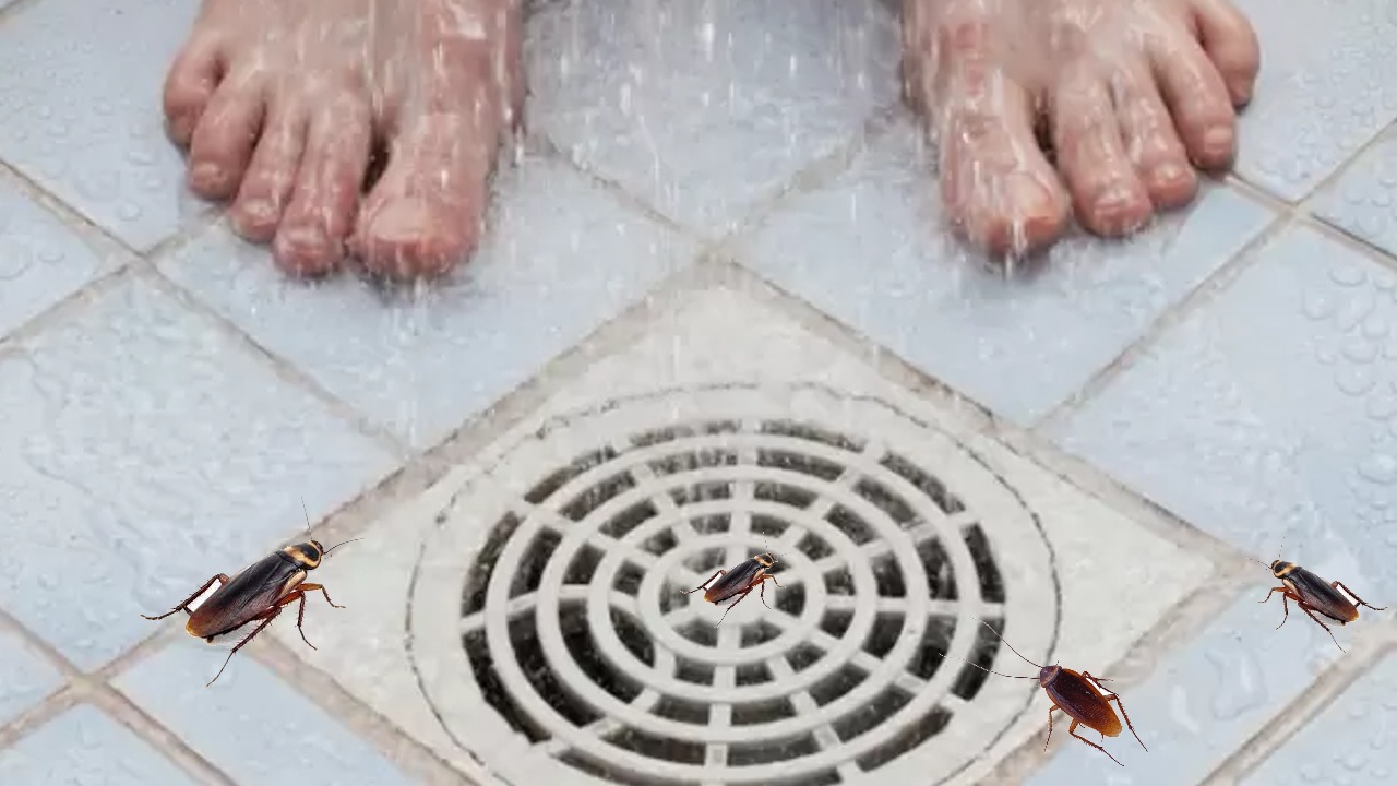 Como deshacerte de las molestas cucarachas que viven en la tuberia del bano