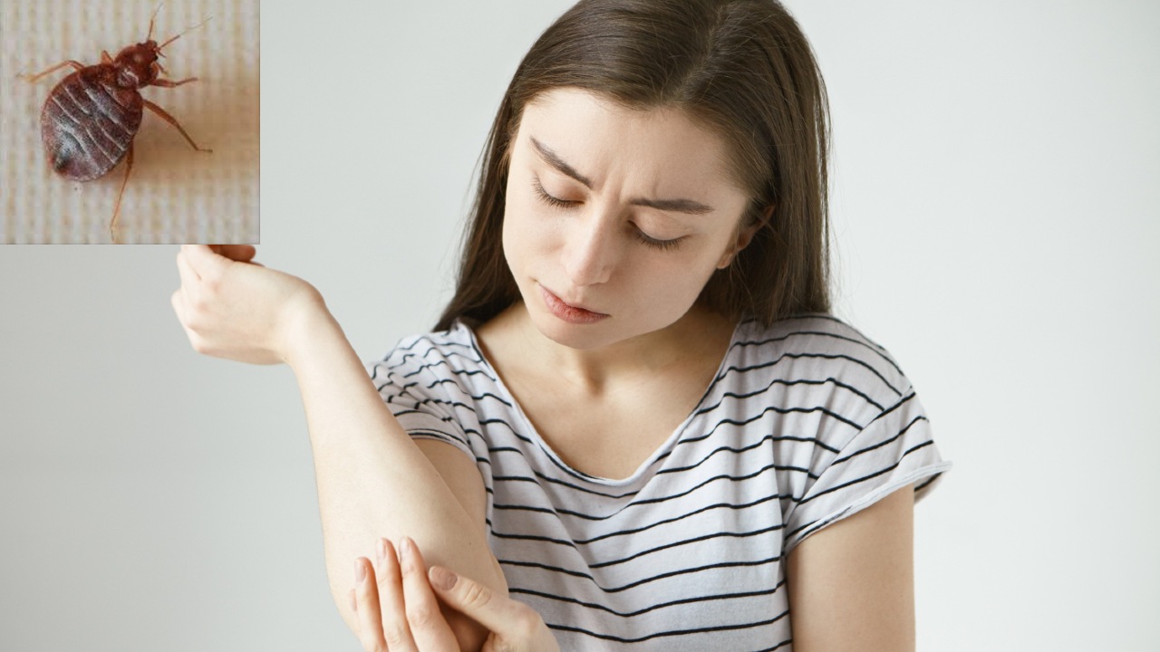 Infestación de chinches