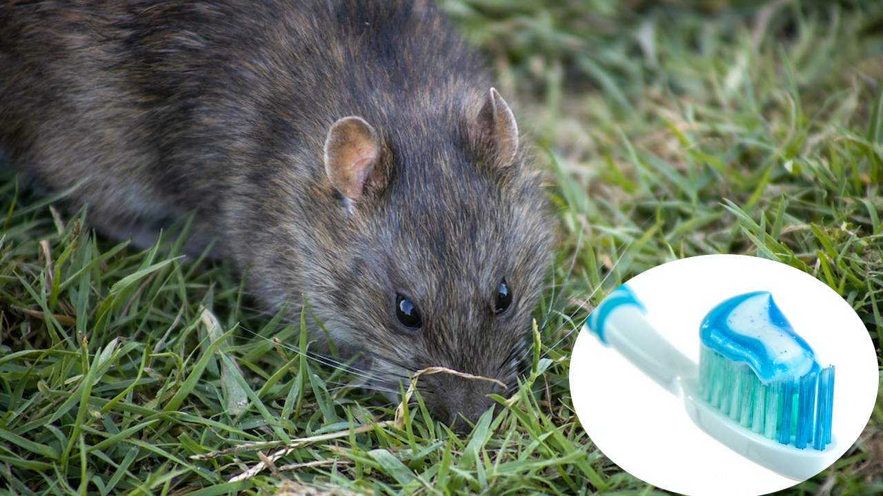 acabar con la infestación de roedores