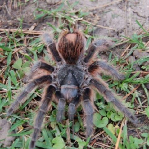 Cómo identificar tarántula del Pedregal