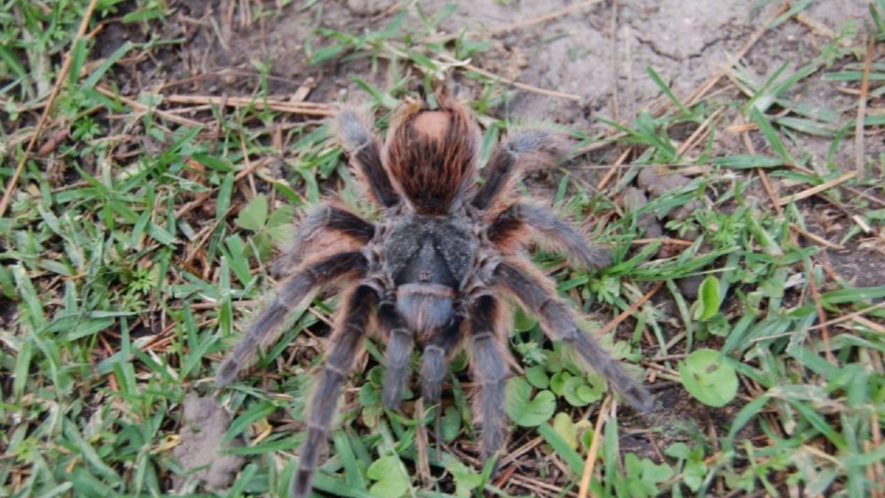 Cómo identificar tarántula del Pedregal