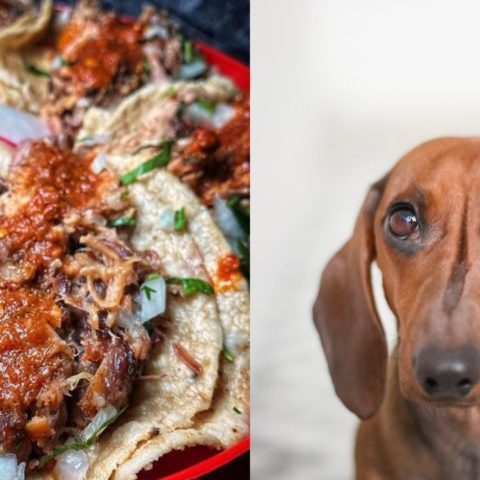 Como reconocer si estas comiendo carne de perro en los tacos