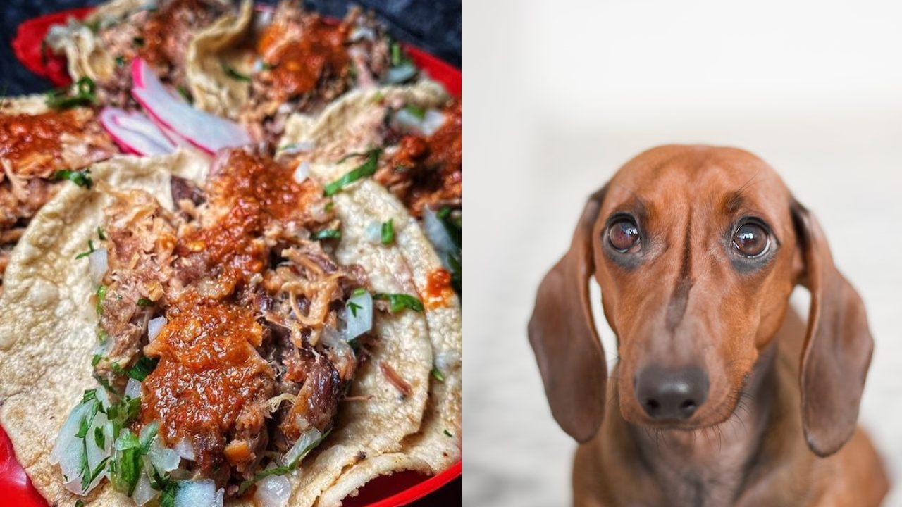 Como reconocer si estas comiendo carne de perro en los tacos