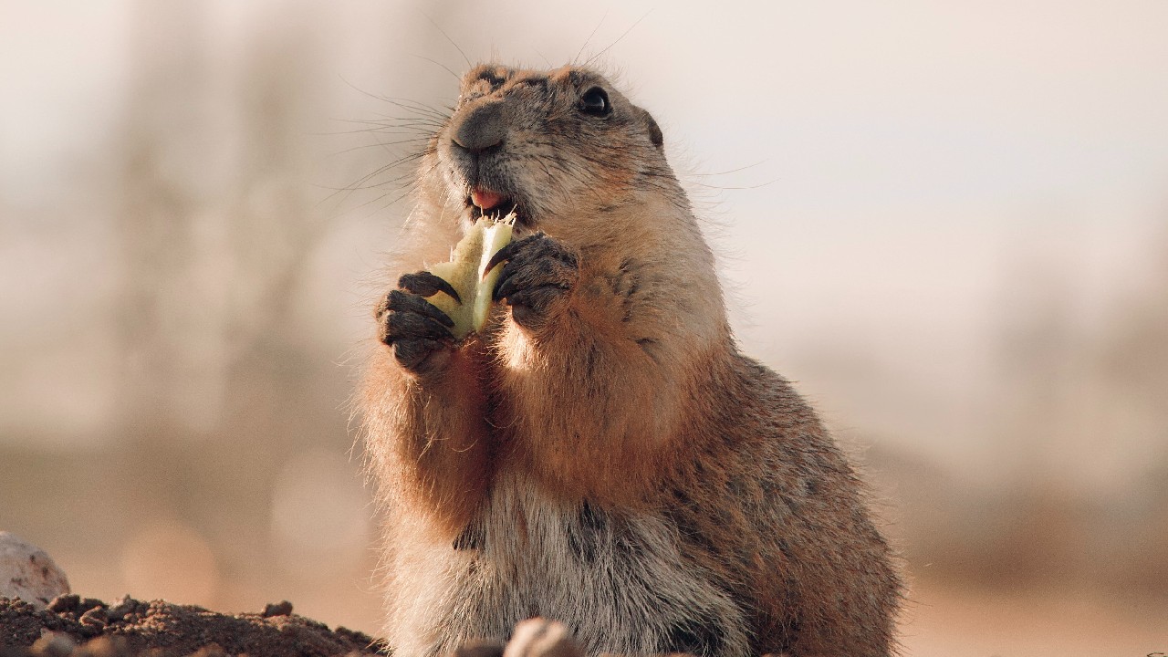 sabor vainilla castor