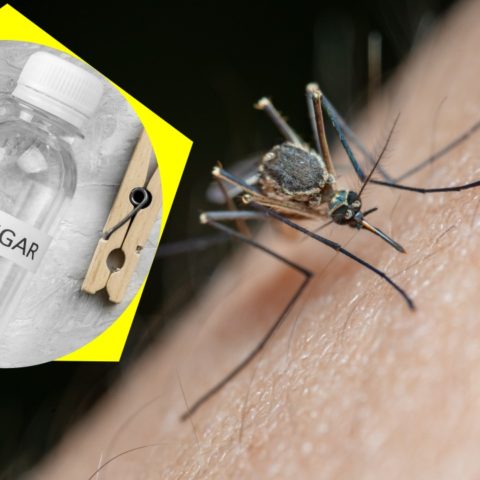 vinagre para eliminar mosquitos