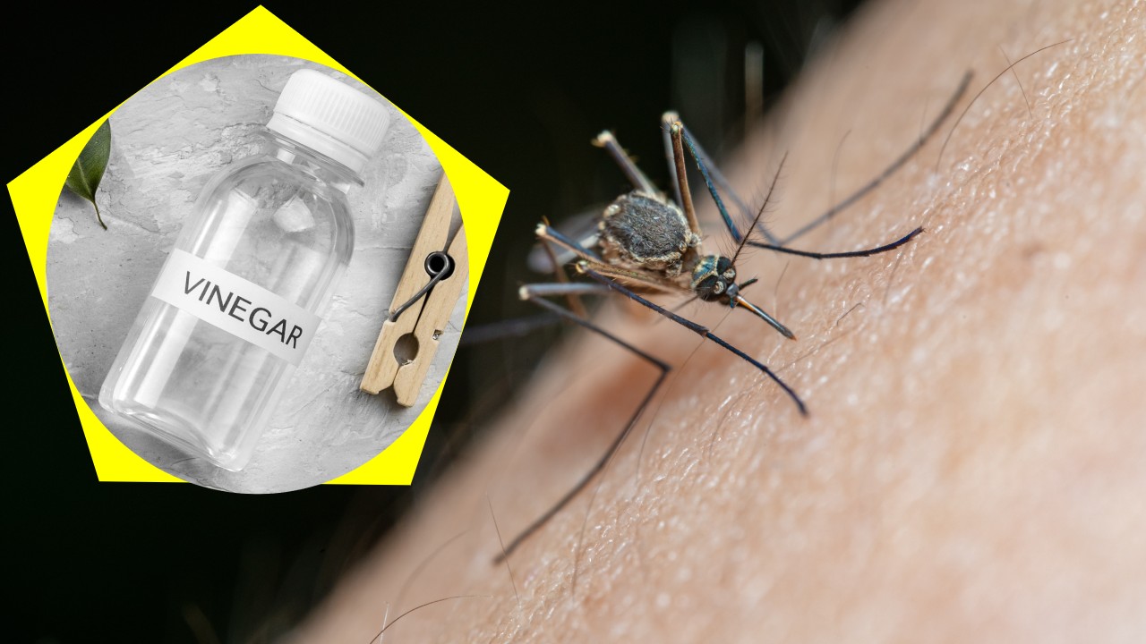 vinagre para eliminar mosquitos