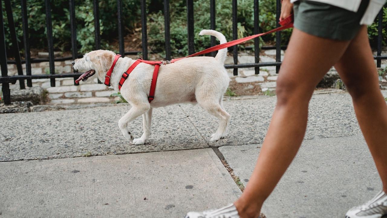nueva legislación de Ley de Cultura Cívica,