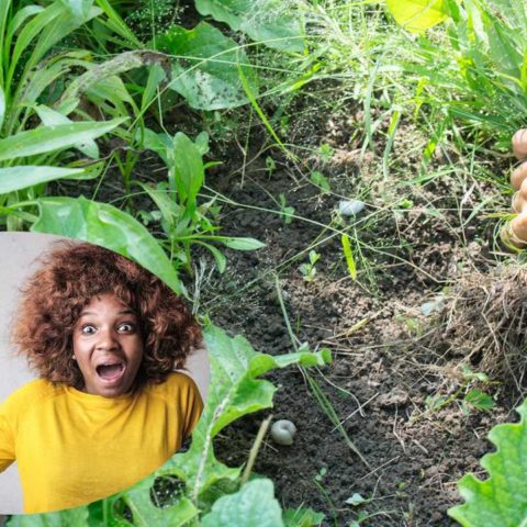 Deshazte de las malas hierbas en tu jardin