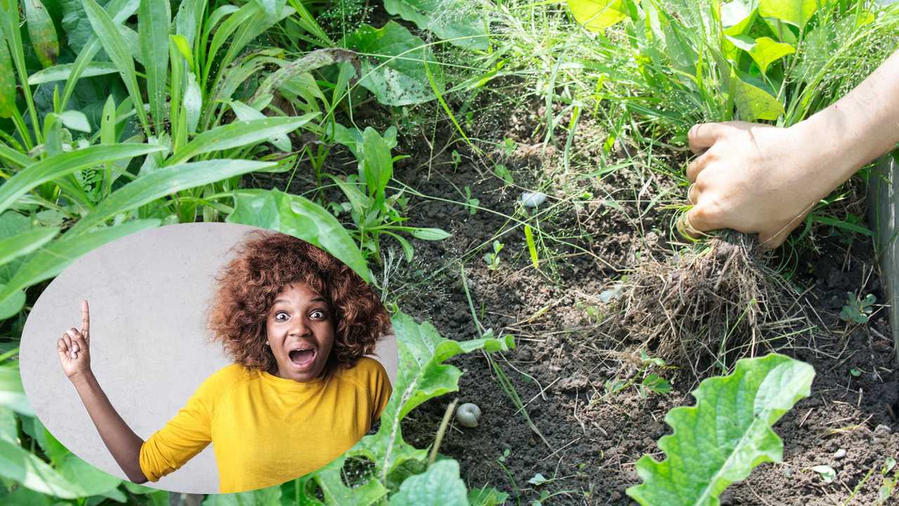 Deshazte de las malas hierbas en tu jardin