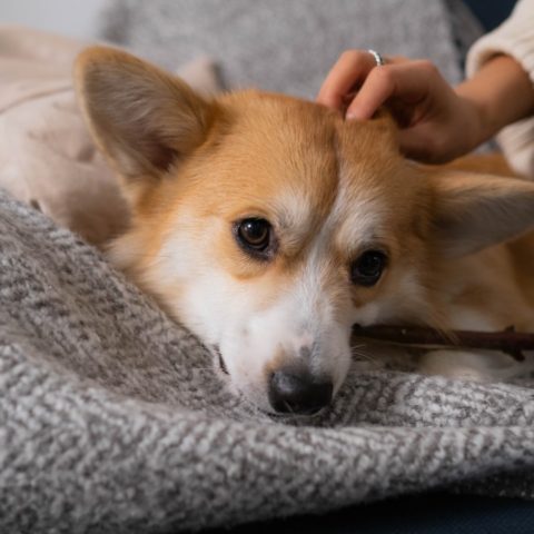 conmovedor gesto perros antes de morir